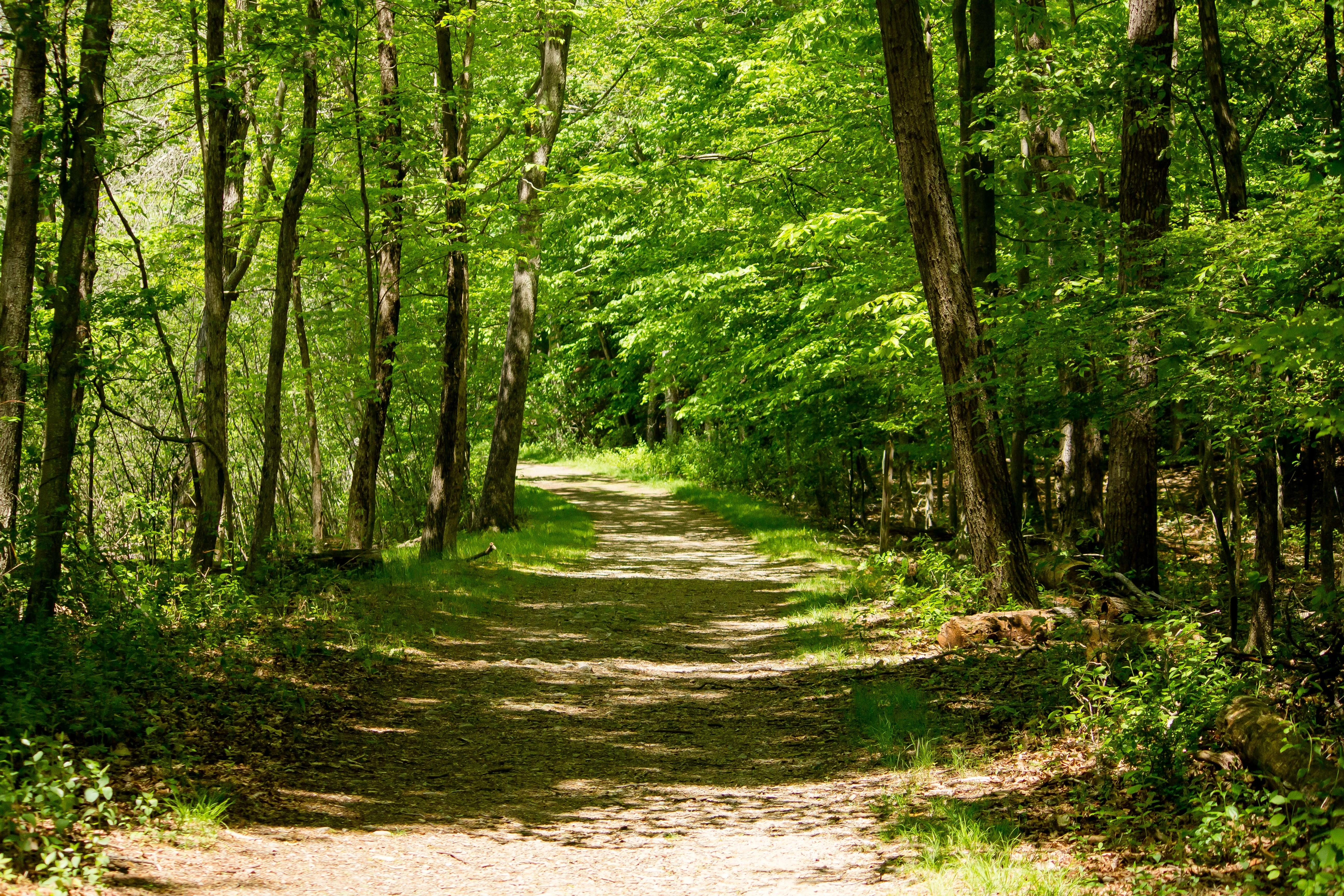 Skov